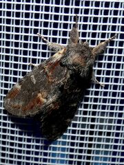 Notodonta dromedarius