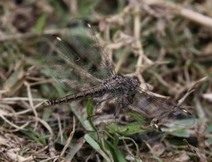 Brachythemis leucosticta