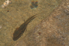 Triturus carnifex