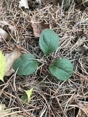 Pyrola elliptica