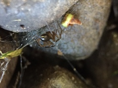 Centromerita bicolor