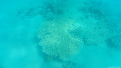 Acropora clathrata
