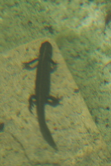 Triturus carnifex
