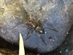 Centromerita bicolor