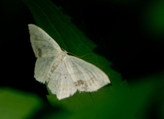 Scopula limboundata