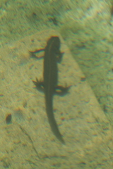 Triturus carnifex