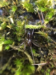 Centromerita bicolor