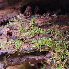 Pedinophyllum interruptum