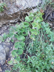 Hylotelephium ussuriense