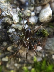 Centromerita bicolor