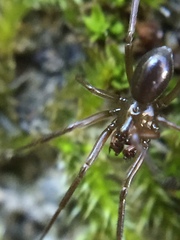 Centromerita bicolor