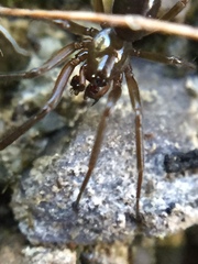 Centromerita bicolor