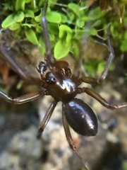 Centromerita bicolor