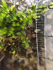 Centromerita bicolor