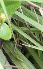 Anolis gemmosus