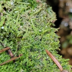 Lejeunea cavifolia