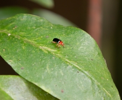 Cacoscelis marginata
