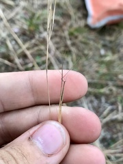 Aristida basiramea