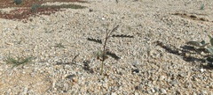 Parkinsonia aculeata