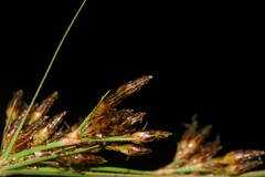 Fimbristylis dichotoma