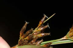 Fimbristylis dichotoma