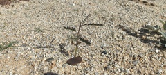 Parkinsonia aculeata