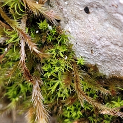 Hydrogonium croceum
