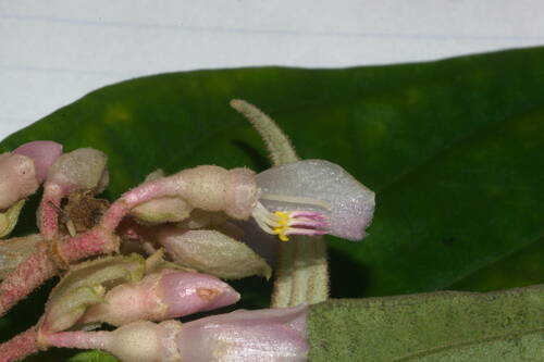 Medinilla venosa, photograph 3
