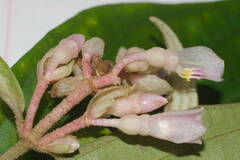 Medinilla venosa