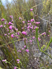 Erica melanacme