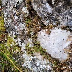 Hydrogonium croceum