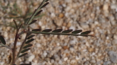 Parkinsonia aculeata