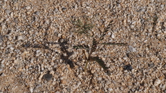 Parkinsonia aculeata
