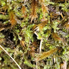 Mesoptychia collaris