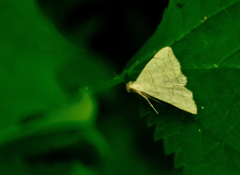 Zanclognatha pedipilalis