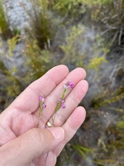Erica melanacme