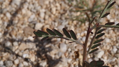 Parkinsonia aculeata