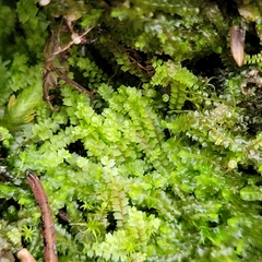 Mesoptychia collaris