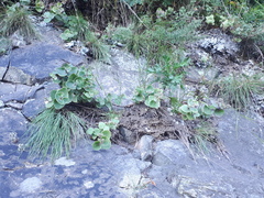 Hylotelephium ussuriense