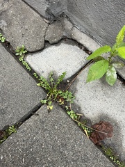 Taraxacum officinale