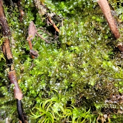 Mesoptychia bantriensis