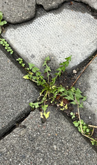 Taraxacum officinale