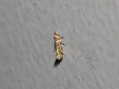 Phyllonorycter mariaeella