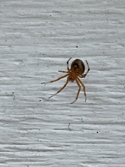 Araneus thaddeus