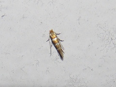 Phyllonorycter mariaeella
