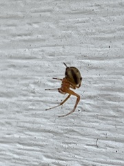 Araneus thaddeus