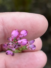 Erica melanacme