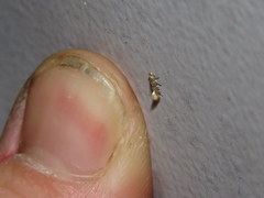 Phyllonorycter mariaeella