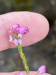 Erica melanacme
