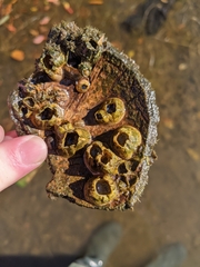 Amphibalanus improvisus